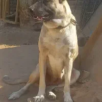 سگ ماده سراب