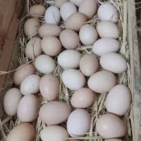 تخم نطفه دار گلین ۱۰۰ درصدی ضمانت دار