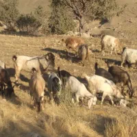بزو بز غاله|حیوانات مزرعه|خرمآباد, |دیوار