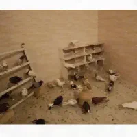 36عدد کبوتر به سورت تکی و دسته جمعی به فروش میرسه