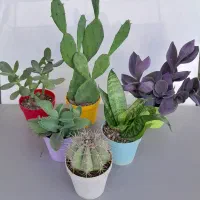 گل وگیاه|گل و گیاه طبیعی|تهران, مجیدیه|دیوار