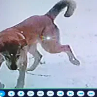 سگ گمشده بامژدگانی