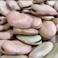 باقله درشت150