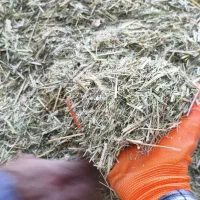 علف جار درجه یک