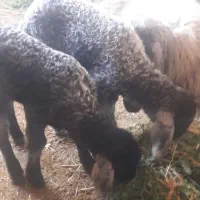 بره فروشی
