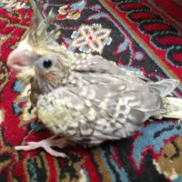 جوجه عروس هلندی سرلاکی