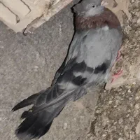 ماده سبز|پرنده|شهرضا, |دیوار