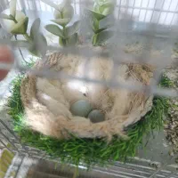 نر ماده جفت