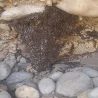 عسل وحشی