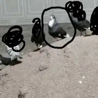 نر پلنگ