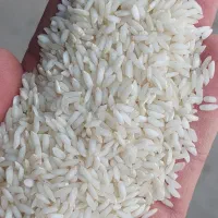 برنج عنبربو|خوردنی و آشامیدنی|شادگان, |دیوار