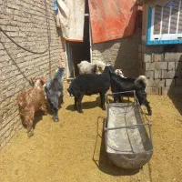 بره بومی چاق