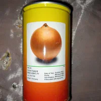 بذر پیاز