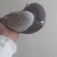 کبوتر اوچان|پرنده|پارس‌آباد, |دیوار