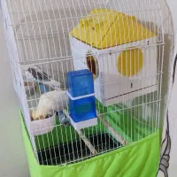 عروس هلندی مولد