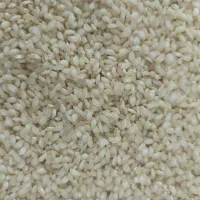 فروش برنج گرده