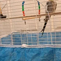 عروس هلندی نر