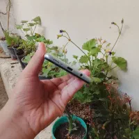 Samsung A51|موبایل|رشت, بازار|دیوار