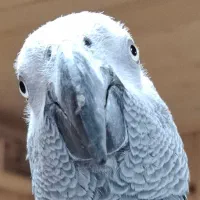 بالاترین خریدار انواع طوطی های خاص و سخنگو