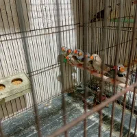 فنج|پرنده|اردبیل, |دیوار