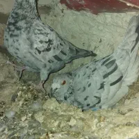 کبوترمسافتی|پرنده|بستان آباد, |دیوار