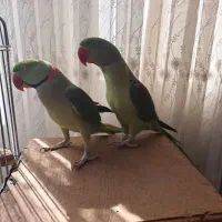 کشور گیرینچیک ملنگو راهب شاه طوطی سخنگو ضمانت ۵سال|پرنده|تهران, سلسبیل شمالی|دیوار