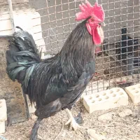 خروس|حیوانات مزرعه|سوسنگرد, |دیوار