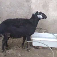 قوچ قره چال قره قزیل