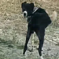 واگزاری سگ سیخوری درجه یک فیلم موجوده تجربه دار