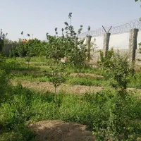 فروش زمین ۱۳۰۰ متری در پیربکران