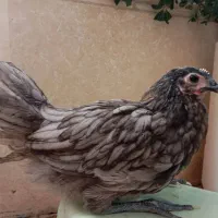 فروش یک مجموعه جوجه و مرغ و خروس اصیل