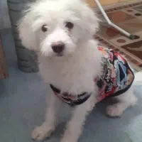 واگذاری سگ خونگی|سگ|اصفهان, سپاهانشهر|دیوار