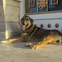 واگذاری ماده پژدر