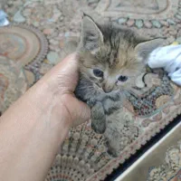 گربه