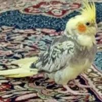 عروس هلندی|پرنده|ریگان, |دیوار