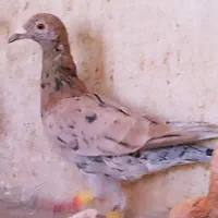 سرخ هفرنگ نر|پرنده|اقبالیه, |دیوار