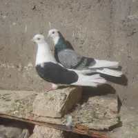 کبوتر پرشی