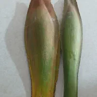 بو نر برای خرما