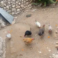 فروش مرغ و جوجه