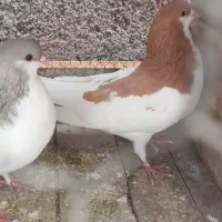 روسری و خوشرنگ نر و ماده