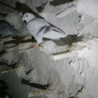 ۱۷کبوتر بوم