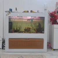 اکواریم یک متر و بیست سانتی متر است|ماهی|مشهد, طبرسی شمالی|دیوار