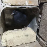 10 تا کفتر 2 میل یون|پرنده|سیلوانه, |دیوار