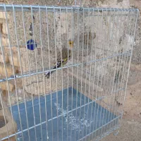 سهره  سرسیاه دورگ سهره کرمونی سهره قناری|پرنده|کوار, |دیوار