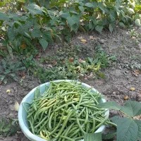 لوبیاسبزتازه چین
