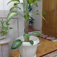 گل دیفن باخیا|گل و گیاه طبیعی|شهرضا, |دیوار