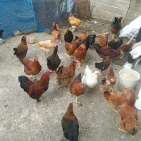 خروس