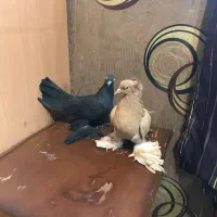 کبوتر الوان ساری و قره مایا