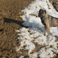 واگذاری سگ گله سراب