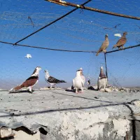 ۵تاصید سار چپ سوسکی کفتر کبوتر